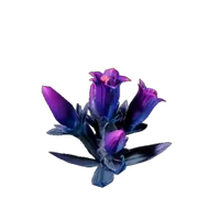 Glimmer Gentian