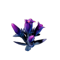 Glimmer Gentian