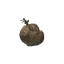 Ripened Harspud