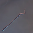 Enshrouded Shepherds Staff.webp