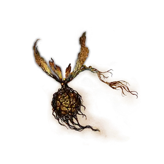 Winter-Lantern Fly