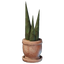 Bamboo Plant Pot