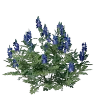 Indigo Seedling