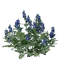 Indigo Seedling