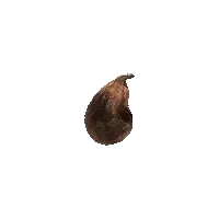 Rotten Fig