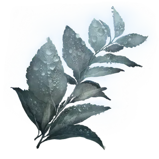 Dewkissed Herba