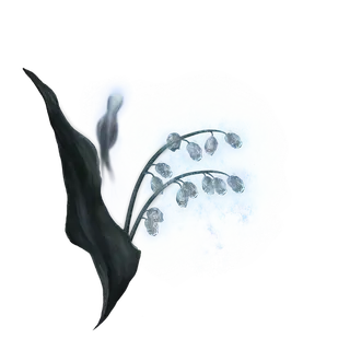 Ghost Glovewort [2]