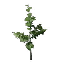 Hazelnut Bush Seedling
