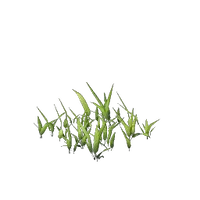 Wheat Seedling
