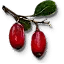 Berbercane Fruit