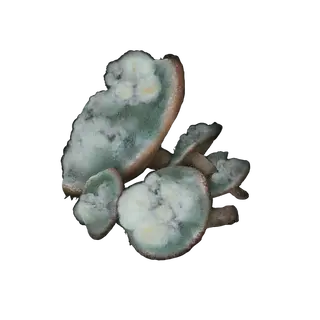 Toxic Mushroom