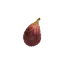 Fig