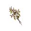Grandpetal