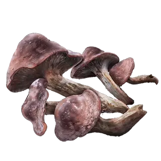 Redflesh Mushroom