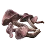 Elden-ring redflesh-mushroom.webp