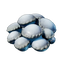 Fresh Shroud Spore