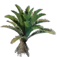 Date Palm Seedling