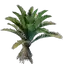 Date Palm Seedling