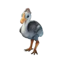 Baby Round-Billed Sailer