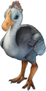 Baby Round-Billed Sailer