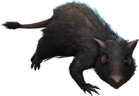 Rat