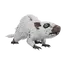 Rat
