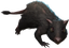 Rat
