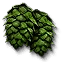 Hop Umbels