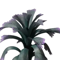 Grandleaf Cabbage Seedling