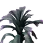 Grandleaf Cabbage Seedling