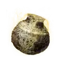 Elden-ring holy-water-pot.webp