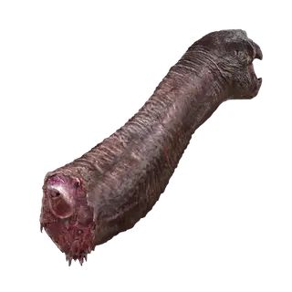Turtle Neck Meat