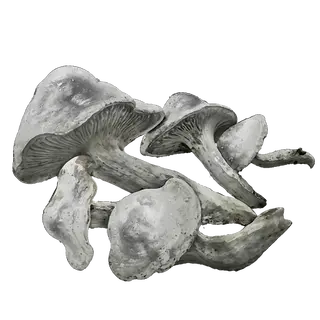 Whiteflesh Mushroom