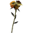 Dragon's Tongue
