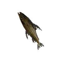 Rotten Tideswimmer