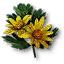 Celandine