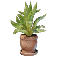 Aloe Plant Pot