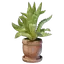 Aloe Plant Pot