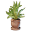 Aloe Plant Pot
