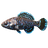 Pygmy Sunfish