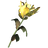 Yellow Mountain Flower