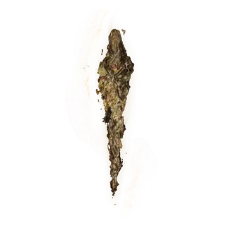 Grace Mimic