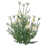 Chamomile Seedling