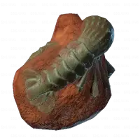 Prawn Fossil