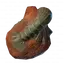 Prawn Fossil