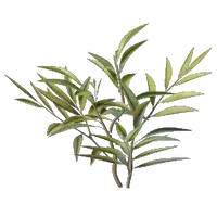 Kindlewastes Flower Seedling