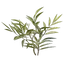 Kindlewastes Flower Seedling