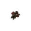 Rotten Cranberry