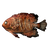 Cooked Angelfish