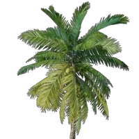 Coconut Palm Seedling